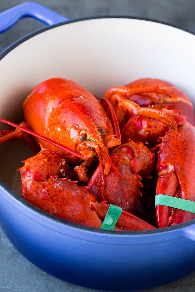 A cooked lobster in a pot.